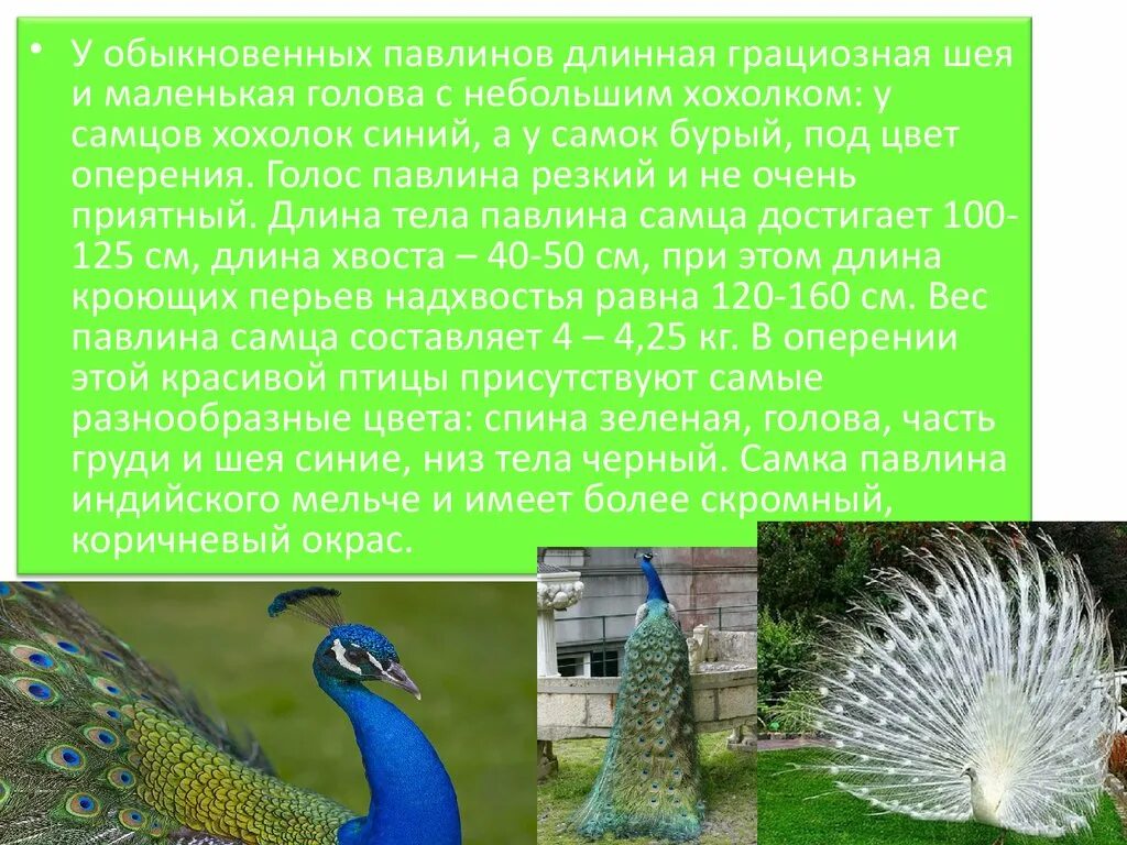Павлин арлекин породы. Интересные факты о павлинах. Павлин характеристика. Индийский павлин. Павлины белый и красный.