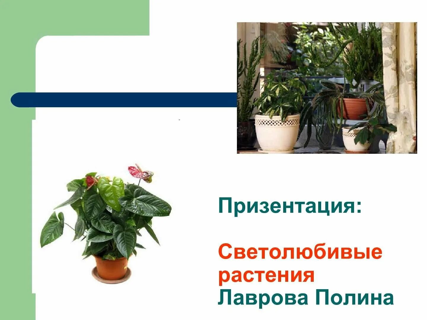 Светолюбивые теневыносливые. Комнатные растения картинки и названия. Самые светолюбивые растения. Светло любивые растения. Светолюбивые комнатные растения названия.