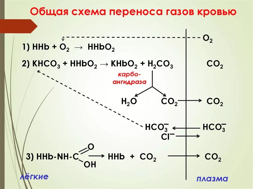Карбоангидраза биохимия. Роль карбоангидразы в дыхании. Транспорт со2 кровью роль карбоангидразы. Перенос газов в крови биохимия. 3 перенос газов кровью