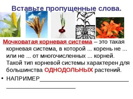 Текст корневые системы