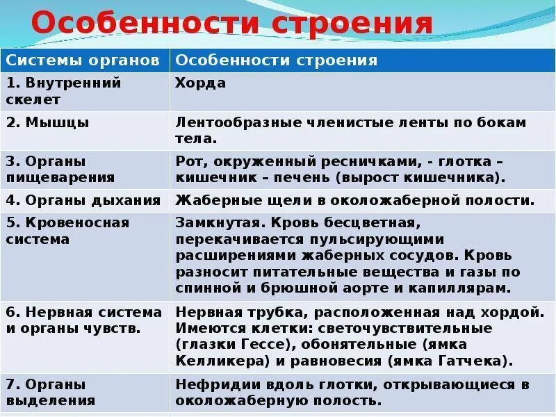 Назовите характерные признаки хордовых