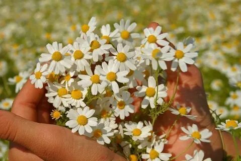 Дарю ромашки дарю любовь