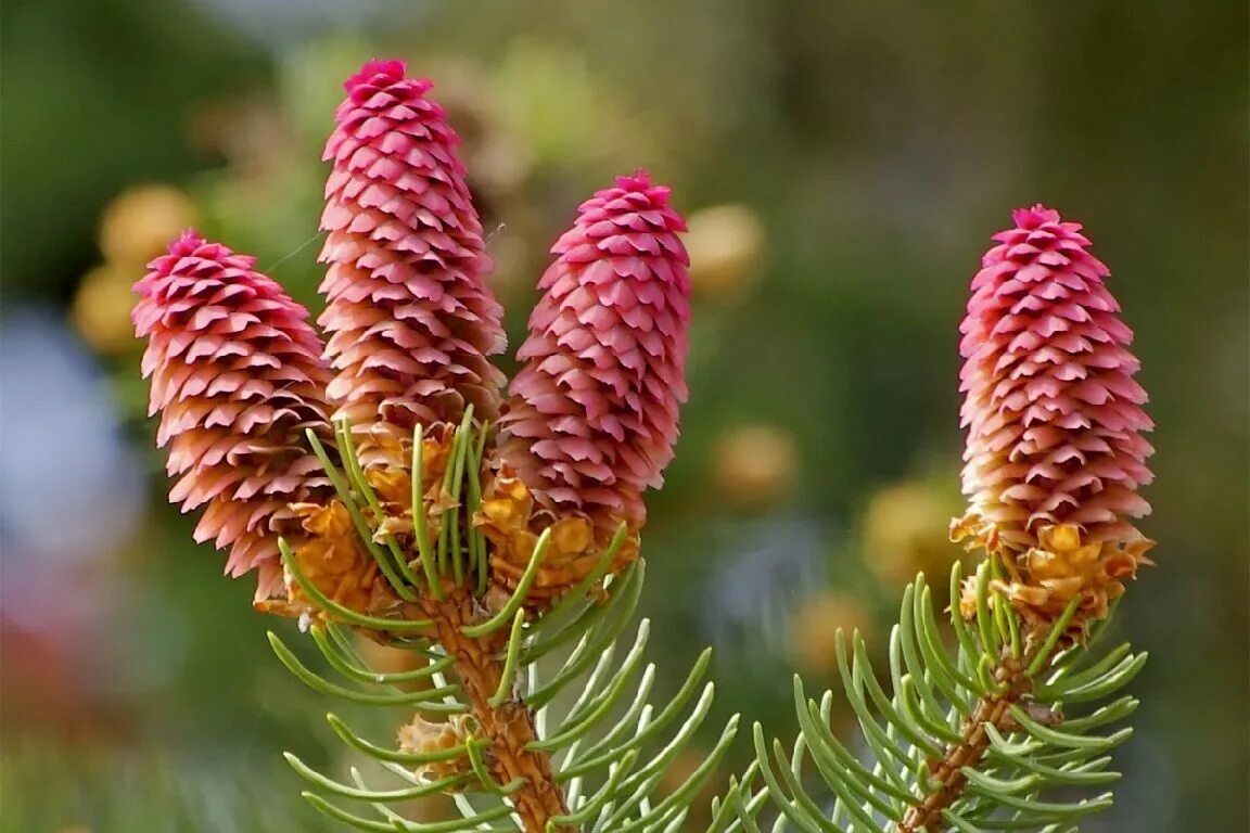 Есльевропейская шишка. Picea engelmannii шишки. Микростробилы сосны. Ель колючая микростробилы. Ель европейская мегастробила.