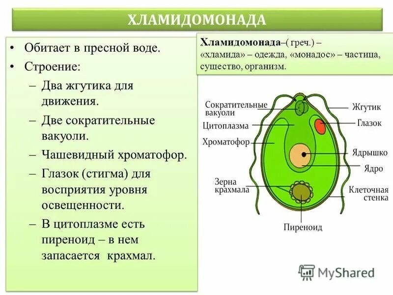 Одноклеточные зеленые водоросли характеристика. Пиреноид у хламидомонады это. Хроматофор хламидомонада хламидомонада. Клеточная стенка хламидомонады. Пиреноид у хлореллы.