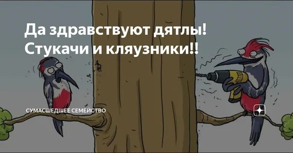 Со стукачом. Дятел стукач. Смешной дятел. Дятел на работе стукач. Осторожно дятлы.