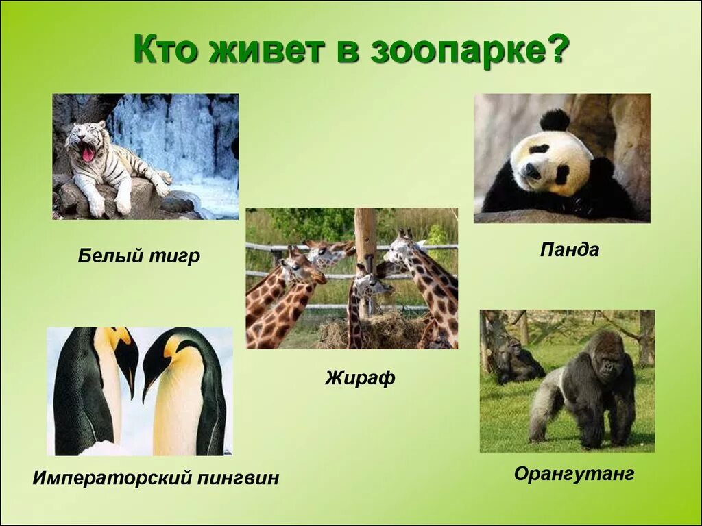 Проект зоопарк 1 класс окружающий мир Окружающий мир 1 класс ч.2, Перспектива, с.26-27, тема урока "В зоопарке" YouT