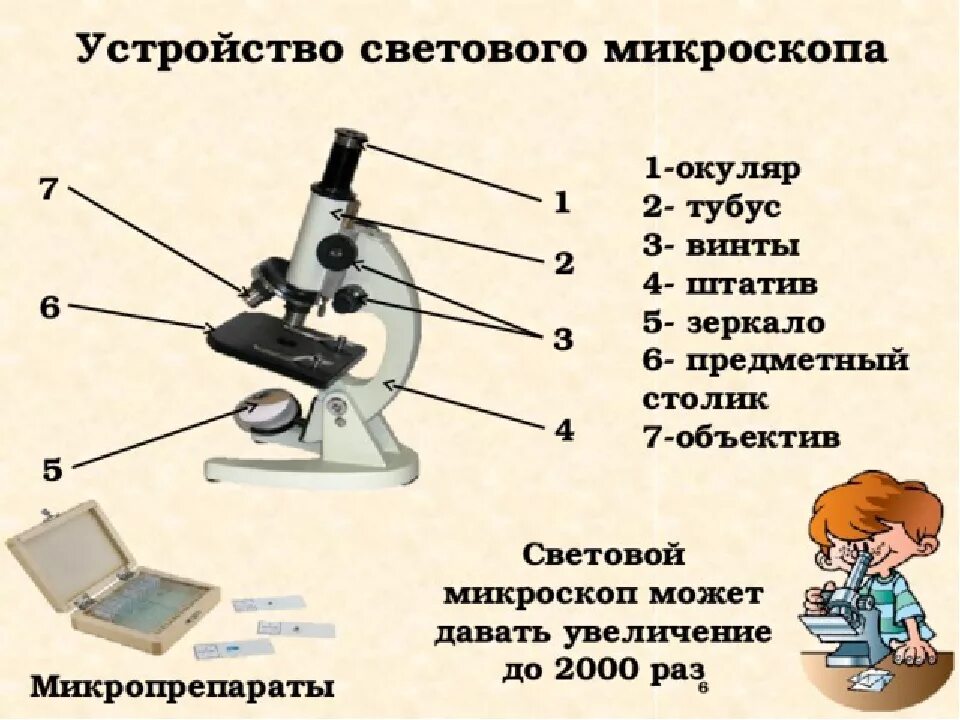 Части микроскопа и их названия и функции. Название частей микроскопа и их Назначение. Микроскоп части микроскопа биология 5 класс. Составные части микроскопа 5 класс биология. Из чего состоит микроскоп схема.