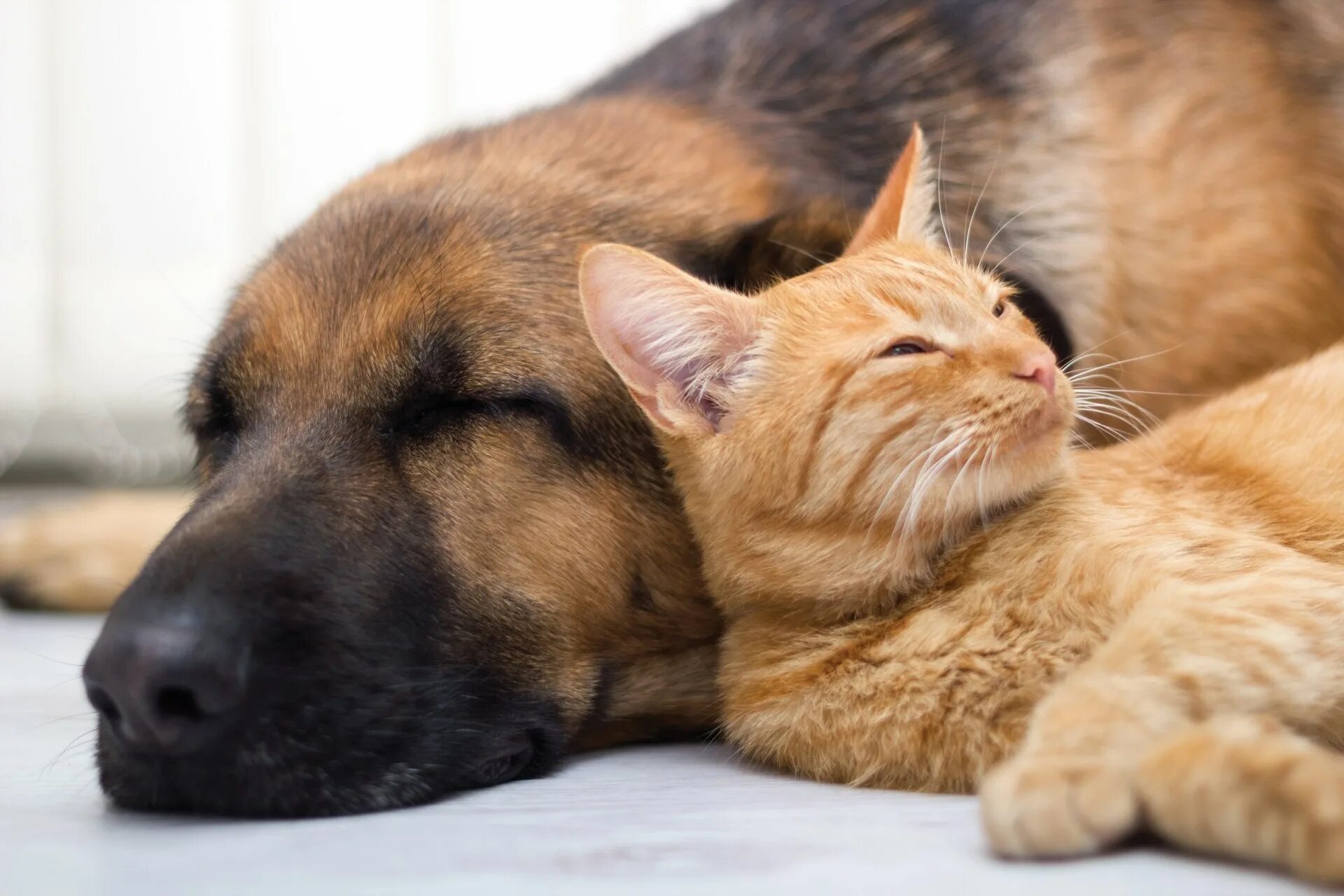 Cat dog 18. Кошки и собаки. Собака и кошка вместе. Красивые собаки и кошки. Котики и собачки фото.