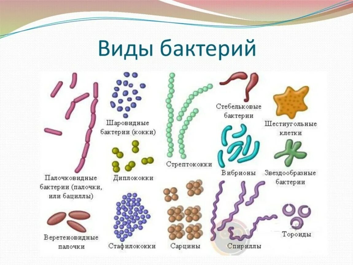 Бактерии примеры названия. Формы и названия бактерий. Сарцины бактерии. Виды бактерий 5 класс биология. Формы бактерий 5 класс биология.