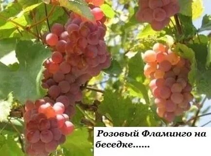 Виноград 2 2 5