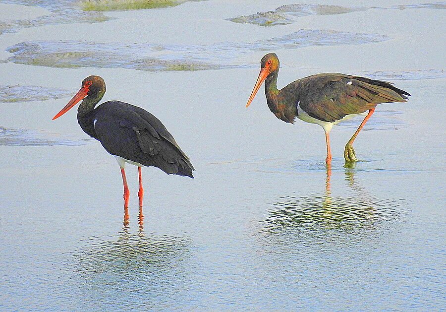 черный аист птица. уссурийский заповедник черный аист. животные красной книги черный аист. животные красной книги черный аист. нижнесвирский заповедник черный аист.