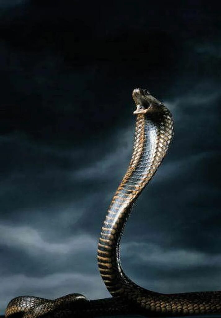 Скачай красивая кобра. Королевская Кобра Нагайна. Змея Королевская Кобра злая. Змея Кобра Нагайна. Кобра на черном фоне.