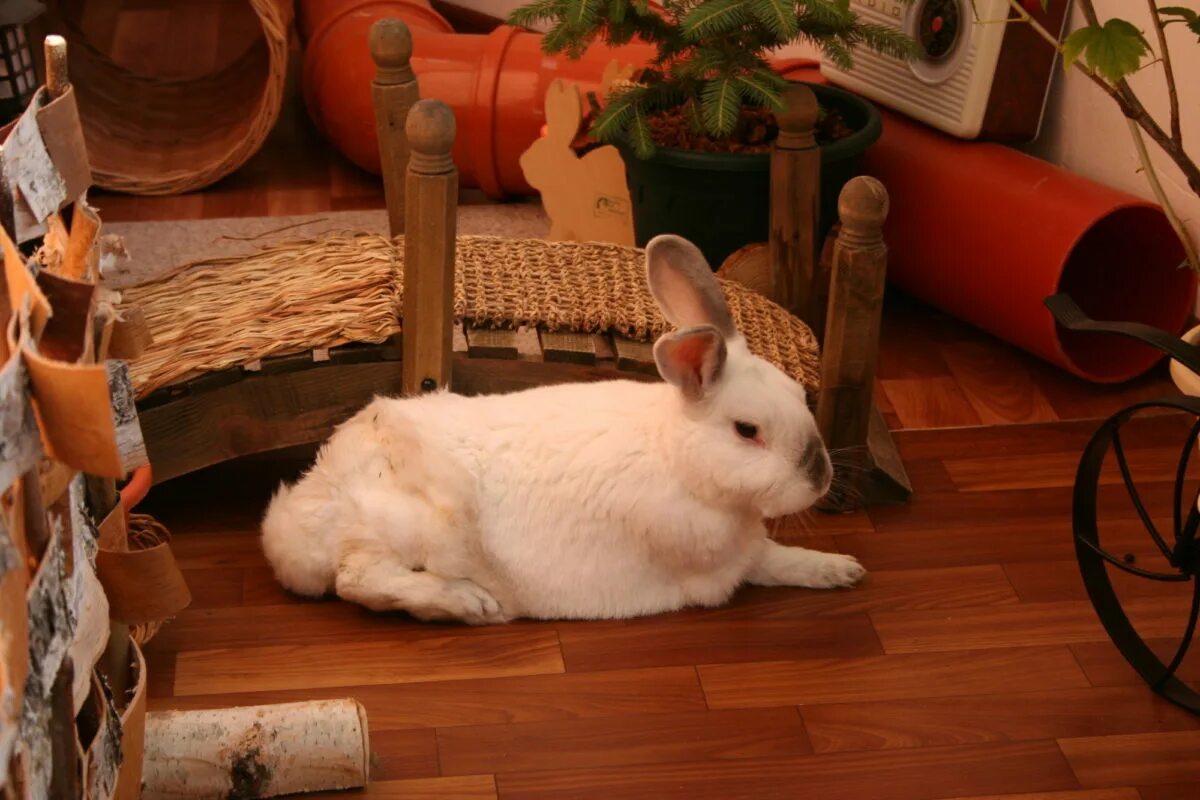 Туалет для карликового кролика. Лоток для грызунов. Как приучить кролика к лотку. Как приучить кролика к лотку. Лоток для карликового кролика.