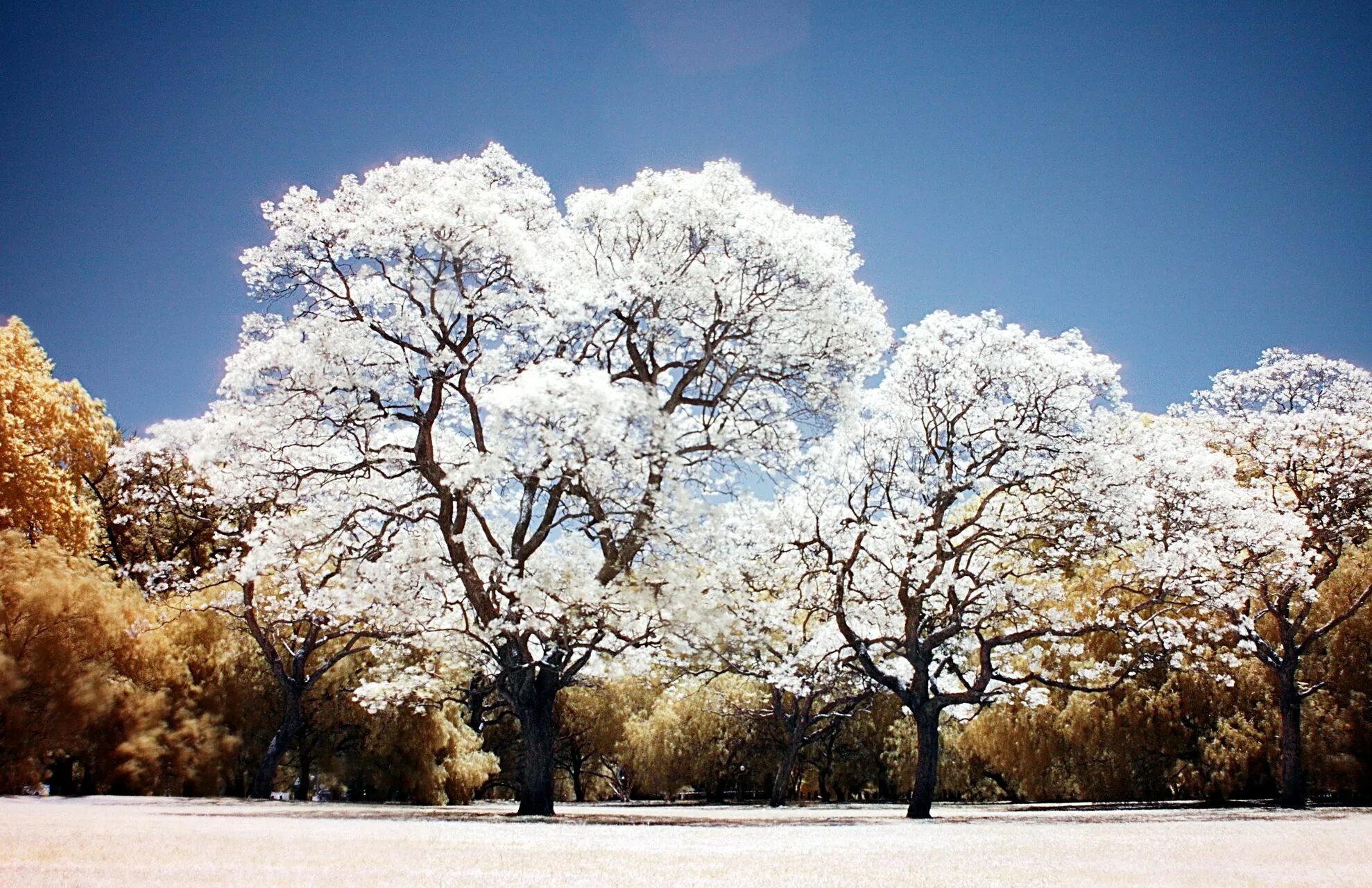 Зачем белые деревья. Жакаранда. Жакаранда белая. Джакаранда дерево. Белое дерево.