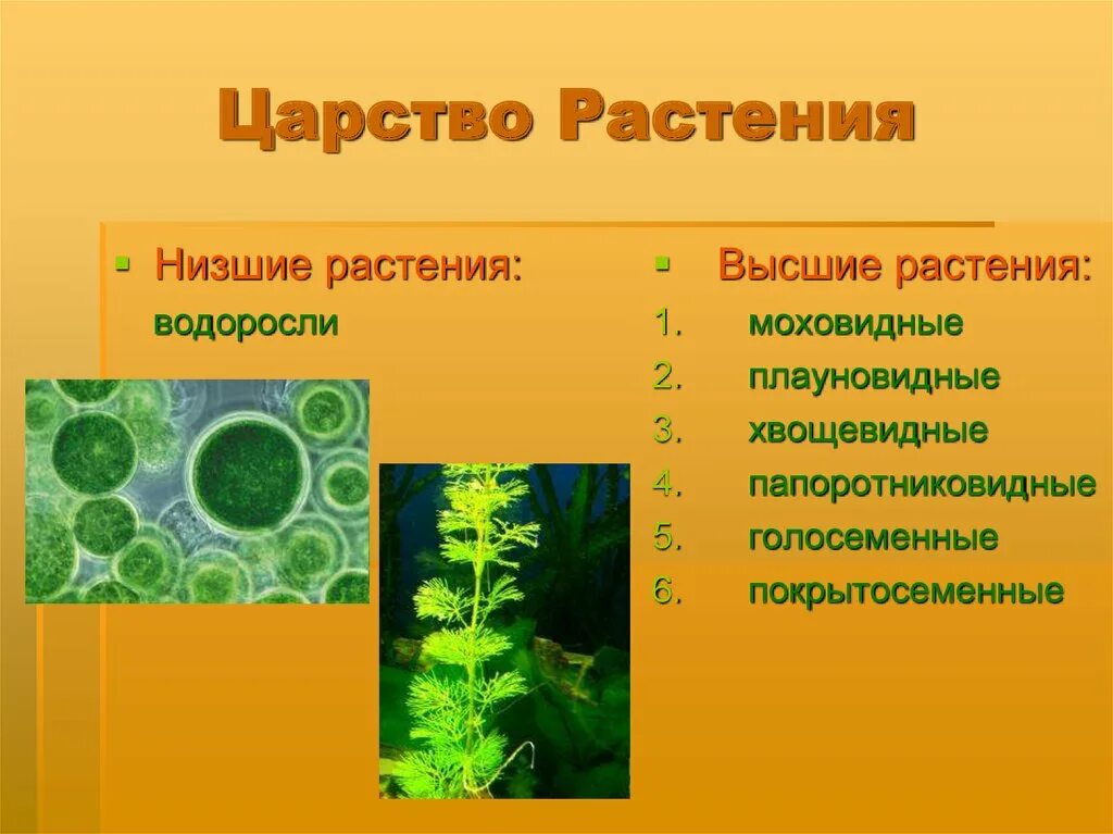 Царство растений. Низшие растения. Низкие растения. Многообразие растений высшие и низшие. Дайте общую характеристику низшим растениям