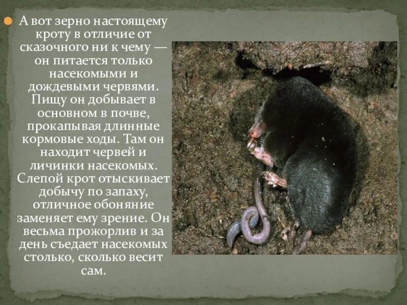 Что значит крот. Строение крота. крот презентация. краткое сообщение о кроте. строение организма крота.