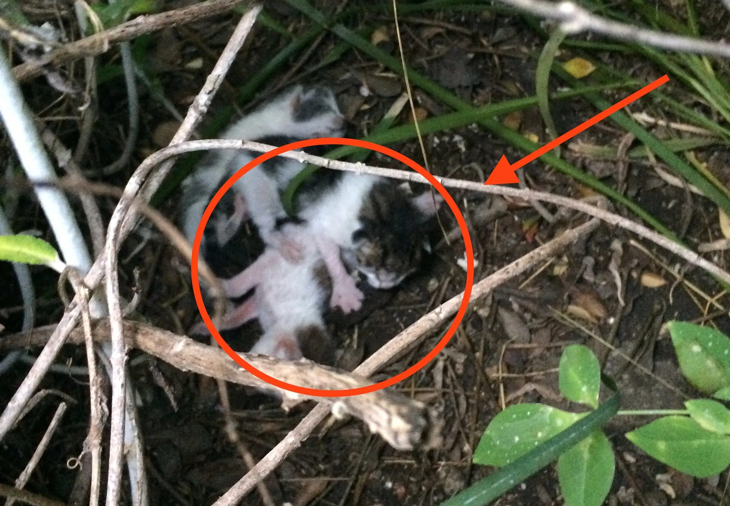 Доносились странные звуки. Новорожденные котята. Маленький котенок в кустах. Котята Новорожденные брошенные.
