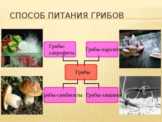 Схема питания грибов. Грибы способы питания грибов. Тип питания грибов. Грибы сапрофиты питание. Группы грибов по питанию