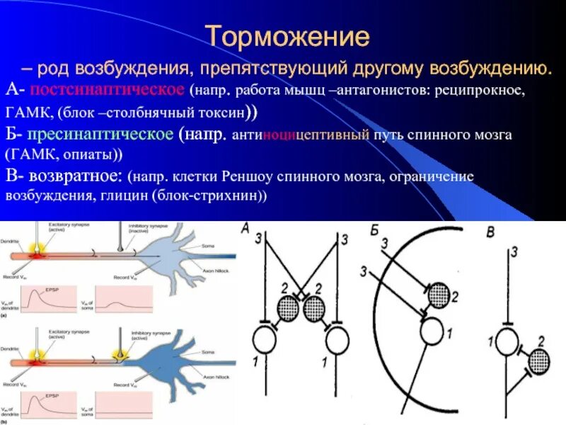 Постсинаптическое торможение ГАМК. Реципрокное постсинаптическое торможение. Торможение торможения. ГАМК торможение. Возвратное торможение