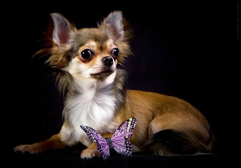 чивава питомник чихуа мини. бейлиз натали питомник чихуахуа. чихуахуа серебристый. чихуа заводчик. питомник сафира чихуахуа.