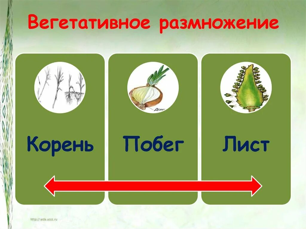 Размножение растений картинки. Вегетативное размножение. вегетативное размгнро. вегетьативноеразмножение. вегетативное раздражение.