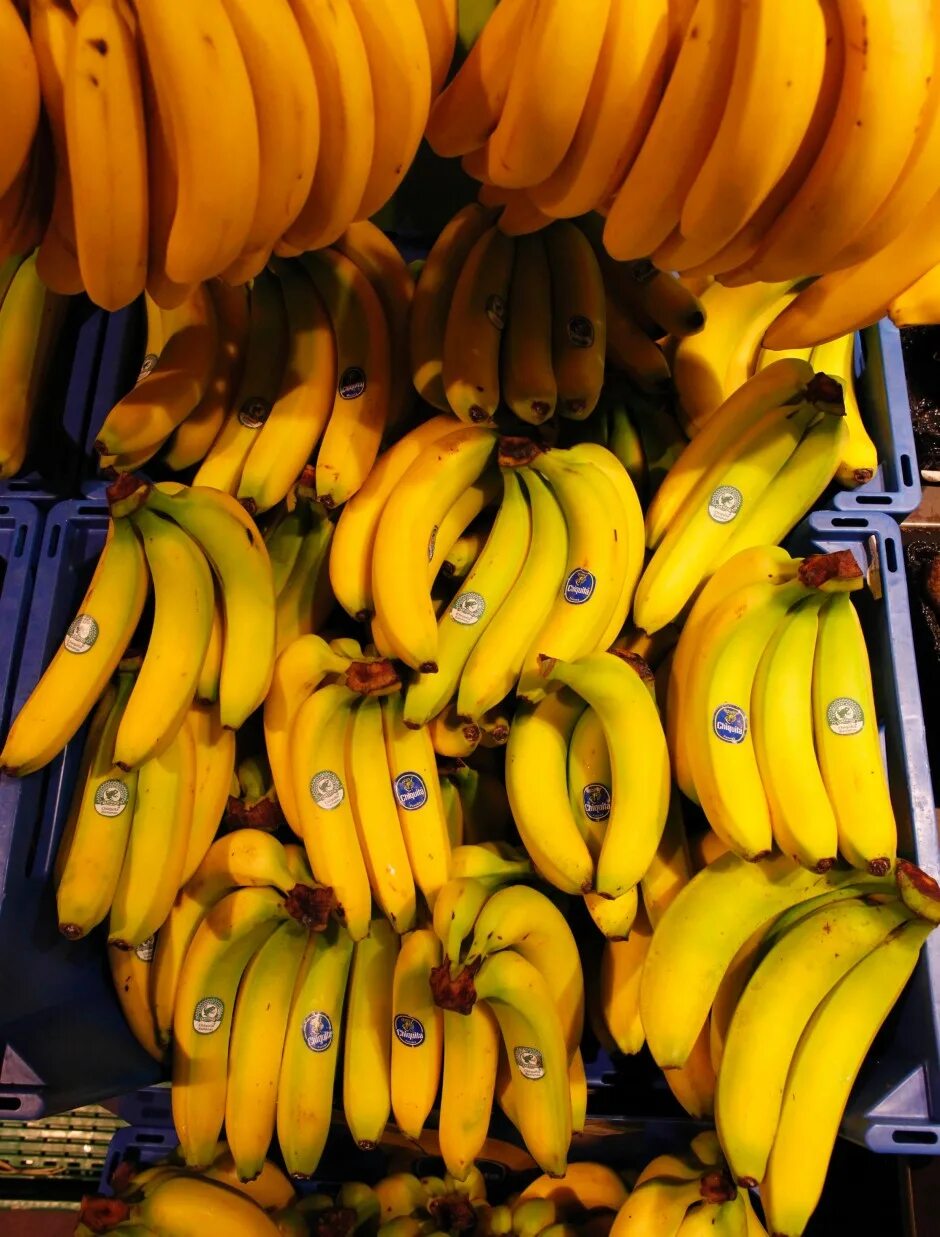 Откуда повезут бананы в россию. Банан. Поставщик бананов. Импортеры бананов. Эквадорские бананы.