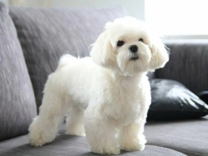 Какие породы не линяют. Вест хайленд терьер. Собака которая не линяет. Гаванский бишон щенок. Цвергшнауцер белый нестриженный.