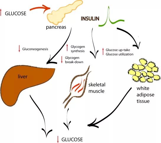 Печень запасает гликоген. Гликоген в мышцах. Запас гликогена печени мышцах. Вес гликогена в мышцах. Гликоген в мышцах e ,tueyf.