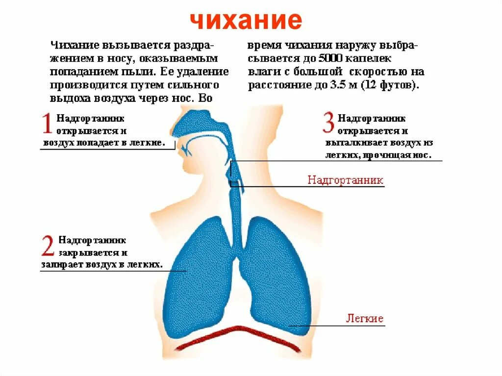 Дыхание с помощью легких впервые появляется у. Почему человек икает. Икота причины. Икание причина у взрослых. Причины появления икоты.