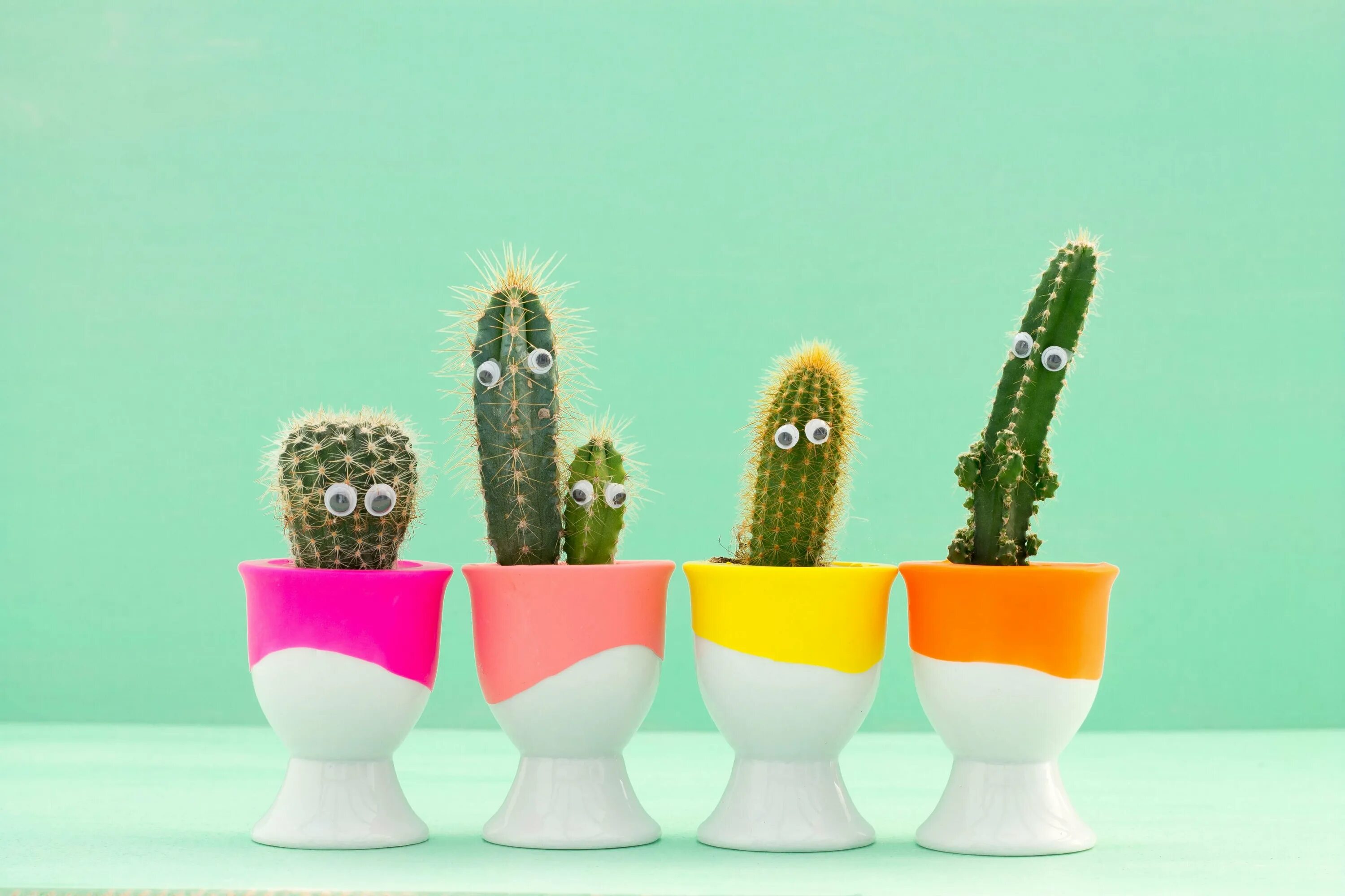 Cactus dg. Кактус версиерд. Веселый Кактус. Редкие кактусы. Смешной Кактус.