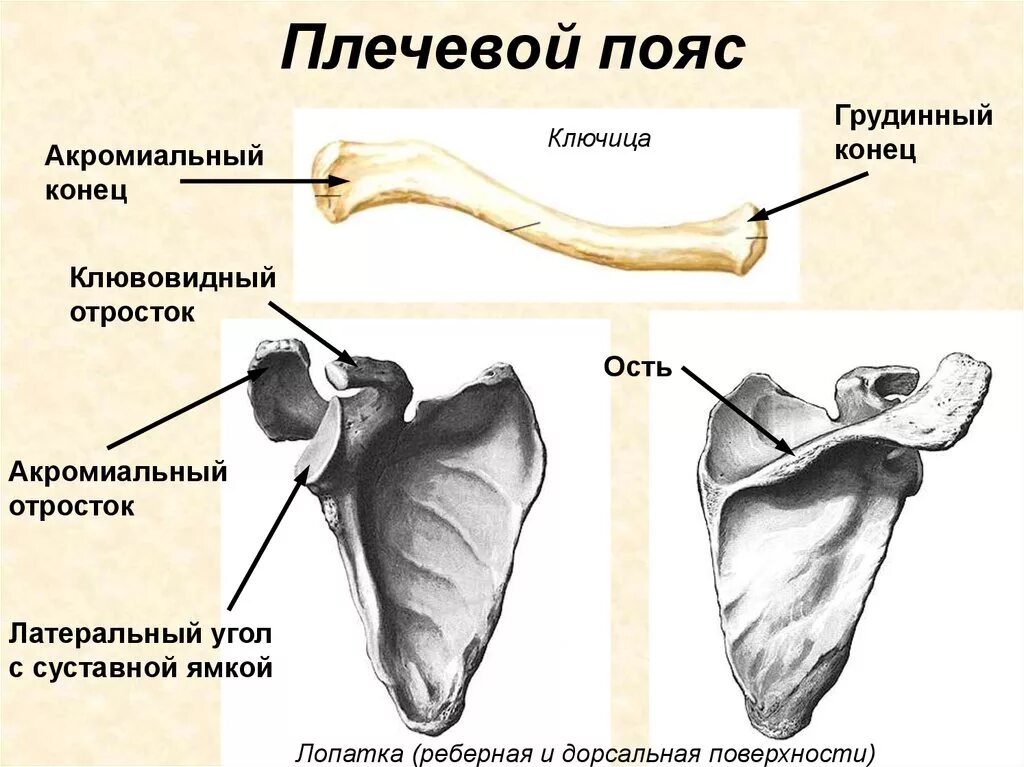 Соединение костей лопатки. Анатомия плечевой кости и лопатки. Скелет пояса верхней конечности ключица. Скелет пояса верхних конечностей лопатка. Кости плечевого пояса лопатка ключица.