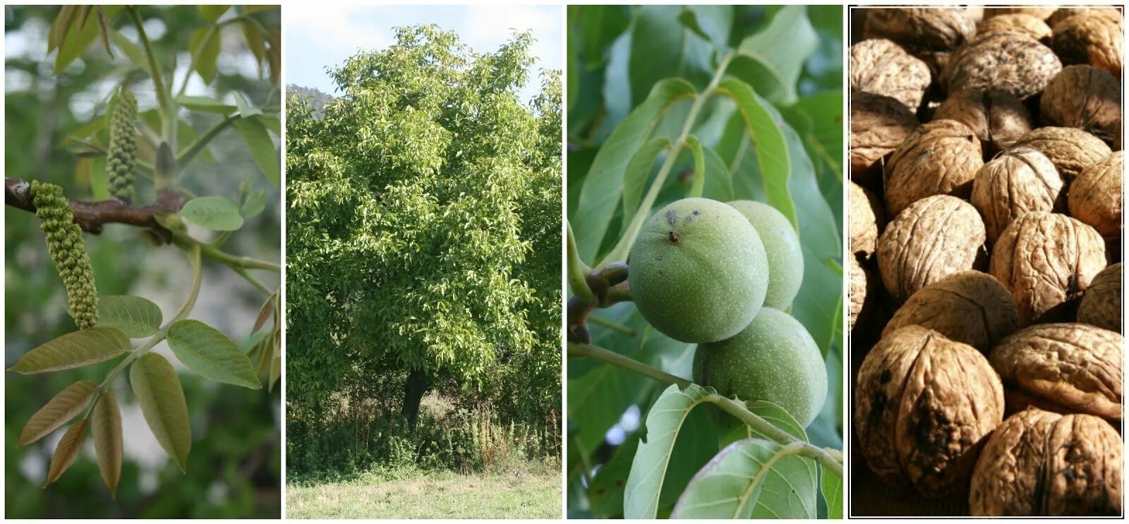 Как быстро растет орех. Грецкий орех juglans regia l.. орешник грецкий дерево. грецкий орех кореновский. грецкий орех сорт кореновский.