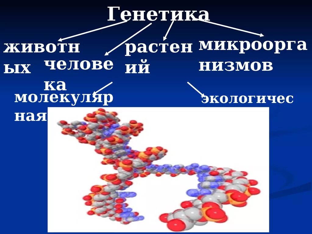 Генотип тему