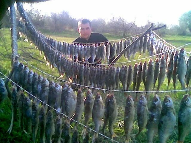 На что ловит воблу На что ловит воблу