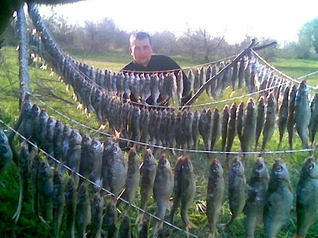 Вобла рыбалка. Рыбалка в Астрахани на воблу. Снасть Астраханка на воблу. Ловля воблы в Астрахани весной.