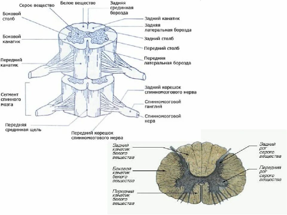 Передний столб спинного мозга. Передний канатик белого вещества. Функция задних канатиков белого вещества спинного мозга. Столбы и канатики спинного мозга. Строение спинного мозга канатики столбы.