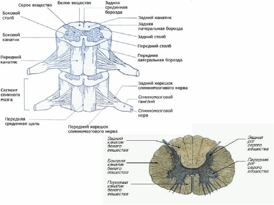Передний канатик белого вещества. Функция задних канатиков белого вещества спинного мозга. Столбы и канатики спинного мозга. Строение спинного мозга канатики столбы. Серые столбы спинного мозга