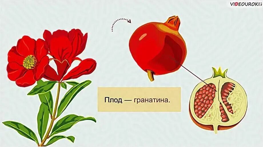 Цветок плод семя органы служащие для. Образование плода из цветка. Образование плода из цветка на белом фоне. O'simlik urug'ining tuzilishi. Urug'lanish o'simliklarda.