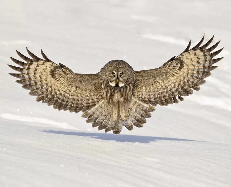 Бородатая неясыть охота. Бородатая неясыть размах крыльев. Филин размах крыльев. Бородатая неясыть крылья. Сова размах.