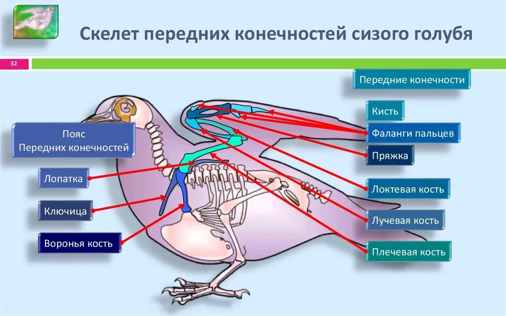 Скелет пояса задних конечностей птиц. Строение скелета сизого голубя. Передние конечности голубя скелет. Строение пояса передних конечностей у птиц. Скелет птицы пояс передних конечностей.