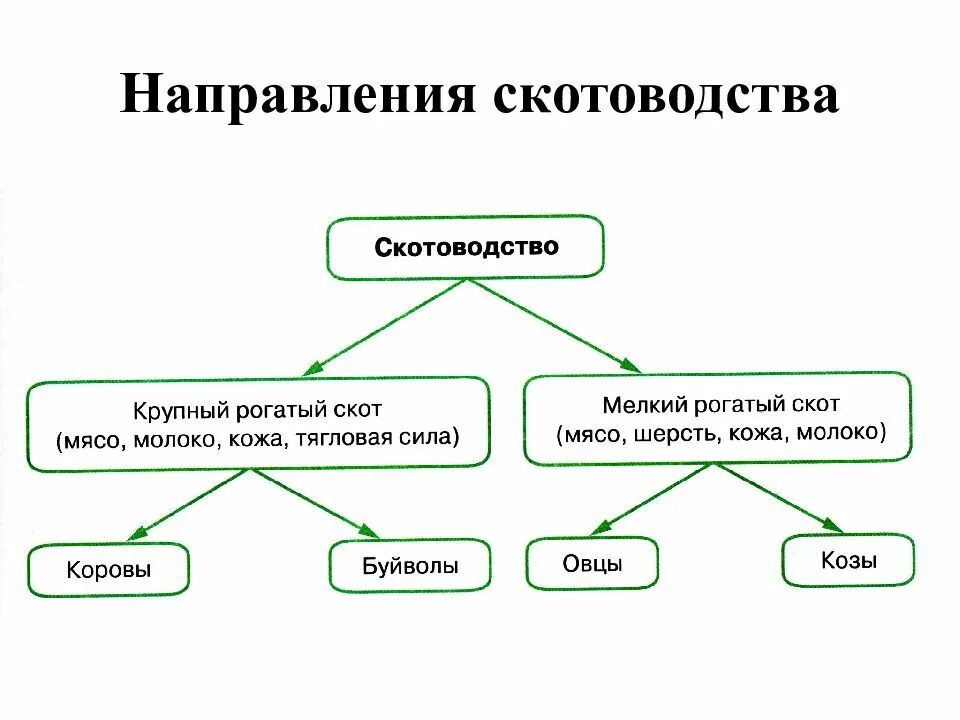 Какие направления имеет скотоводство 3. Направления скотоводства. Основные направления скотоводства. Направления скотоводства схема. Направление скотоводства таблица.