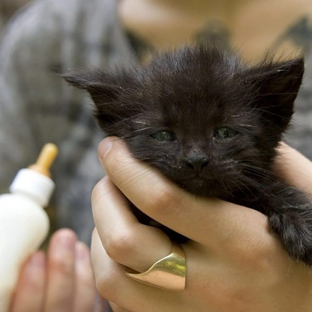 У кошки нет молока чем кормить котят. Кормление котят. кормление бездомных котят. чем кормить маленьких котят. кошка и молоко.