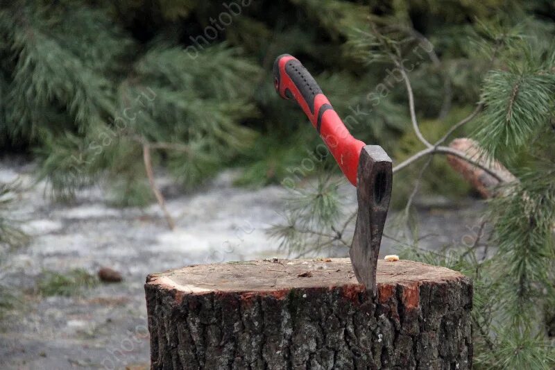 Ель топором. Незаконная вырубка елок. Ель топором. Срубленная елка. Ель топором.