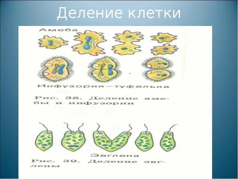 Как называется размножение делением клетки. Деление клетки 6 класс. бесполое размножение 6 класс биология.