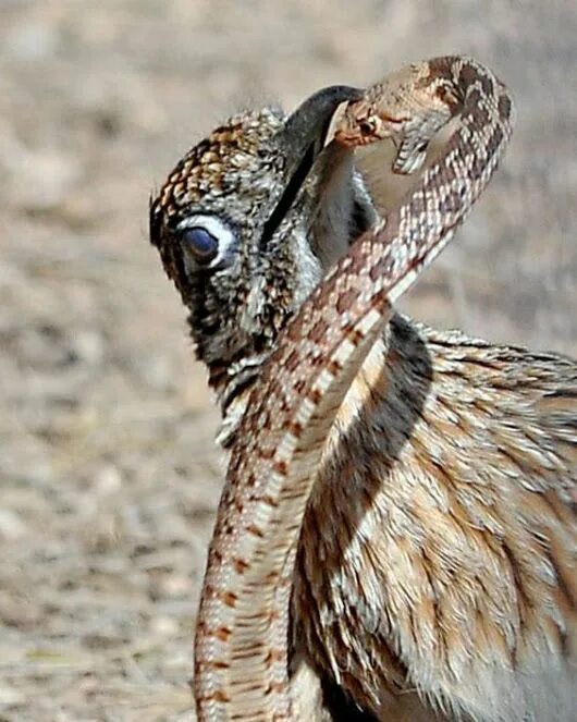 A hungry heron saw off a snake after they battled it out for fish Animals beauti