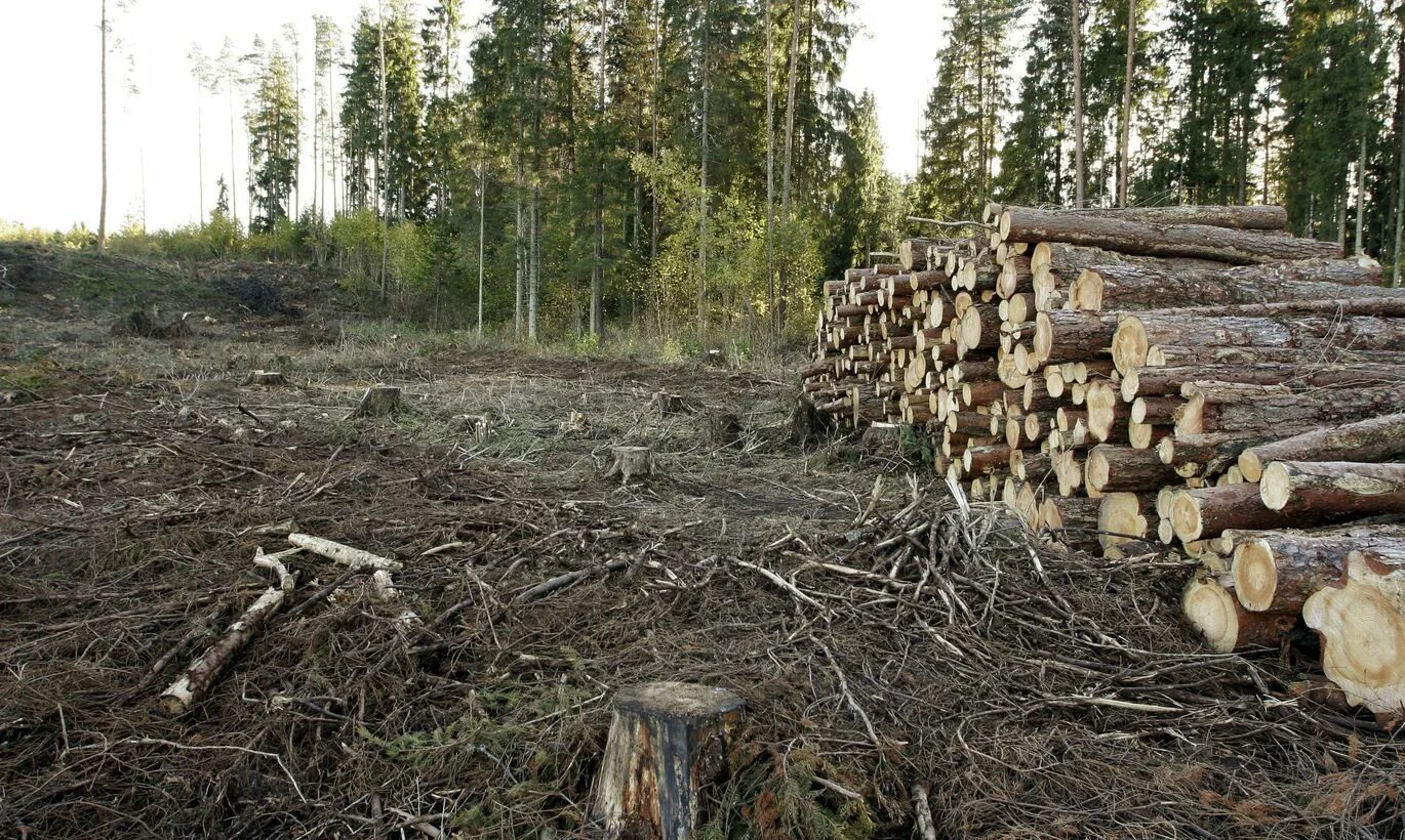 Оон леса. Срубленный лес. Вырубка лесов. Рубка леса. Вырубка лесов в России.