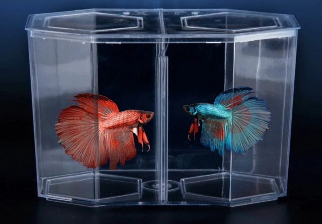 Купить живых аквариумных рыбок. Аквариум Box Betta 1.3. Аквариум для петушков. Аквариум для рыбок петушков. Аквариум с петушками.