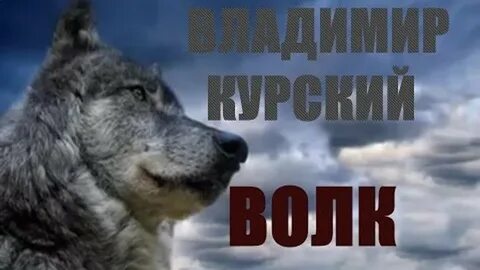 Курский волк