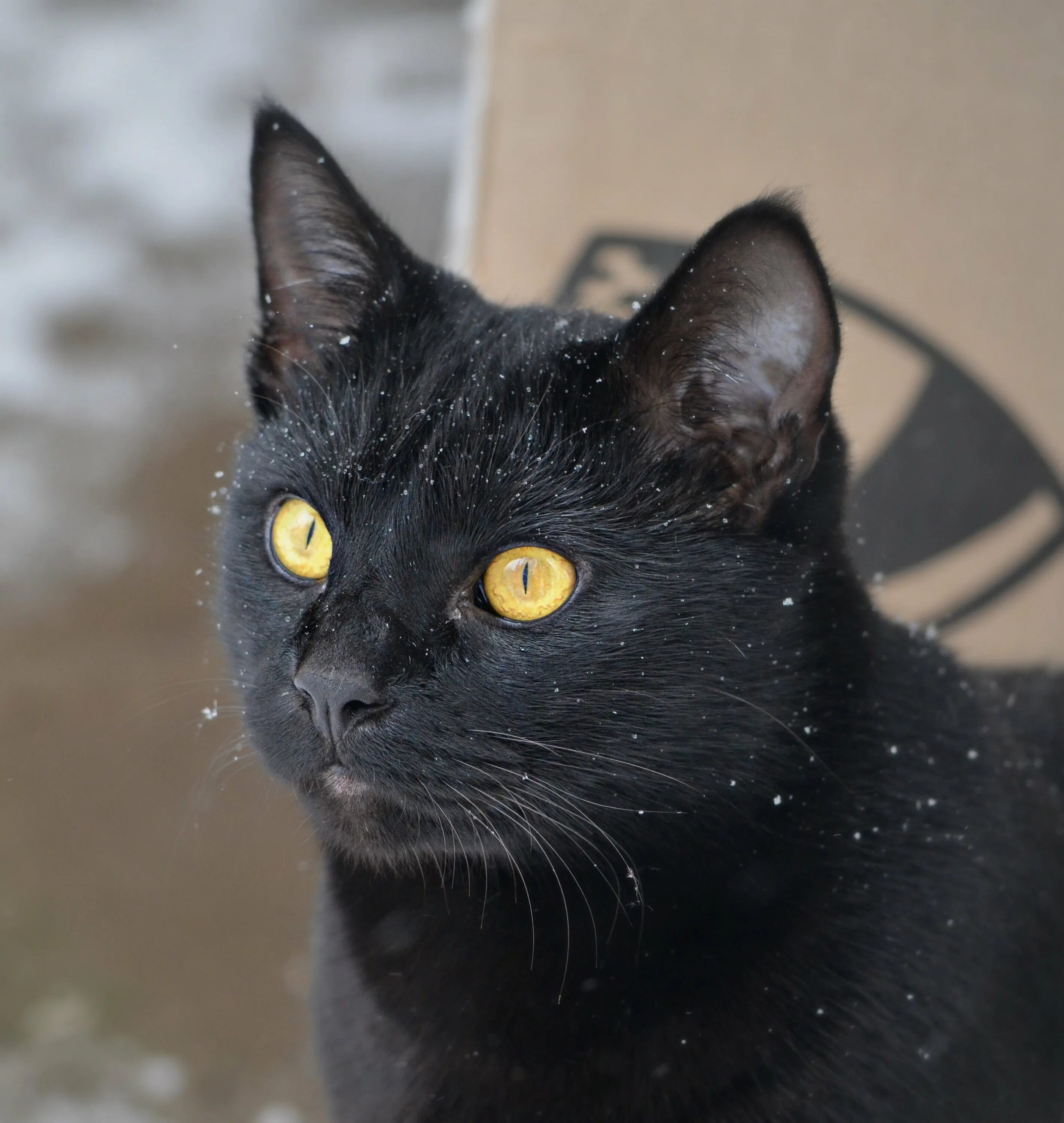 Британская Бомбейская кошка. Бомбейская короткошерстная кошка. Бомбейская кошка короткошерстная черная. Богемская кошка чёрная.