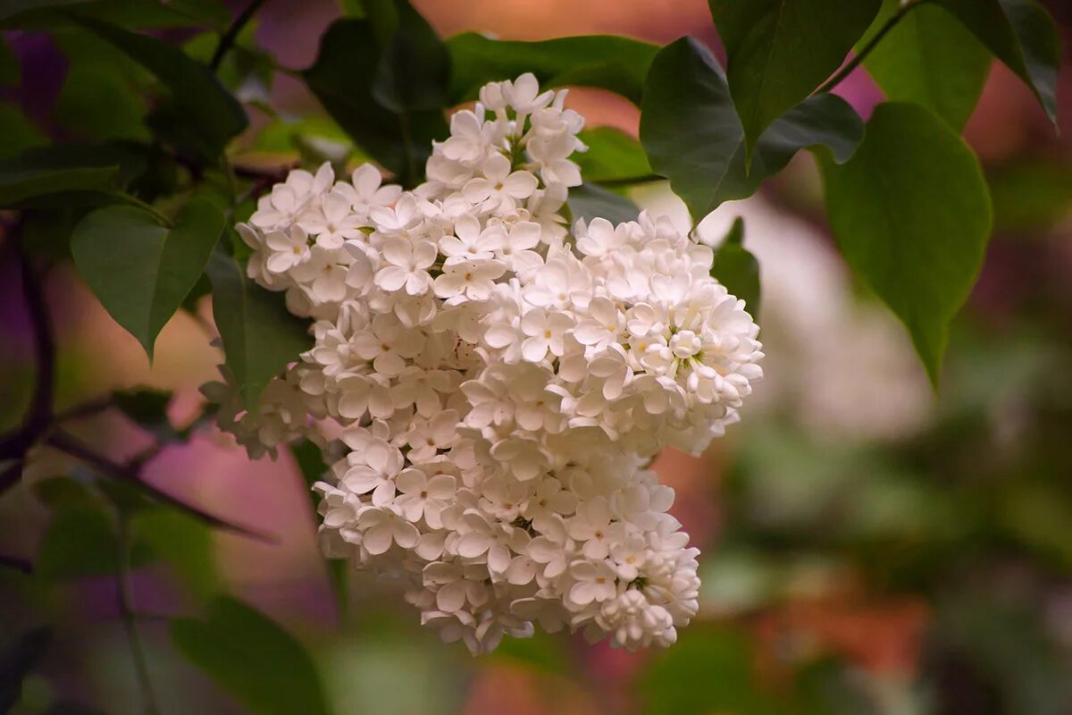 Видеть во сне сирень цветущую. Белая сирень. цветы белой сирени. сирень амурская куст. сирень амурская кустарник.